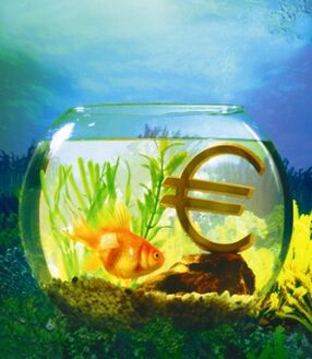 akwarium ze złotą rybką, aby przyciągnąć pieniądze