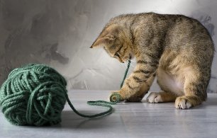 Kotek bawi się z szpulką nici